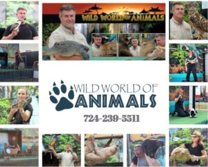 wild world of animals
